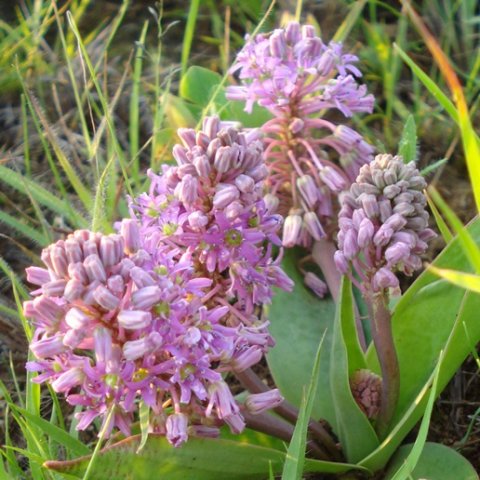 Ledebouria sandersonii leaves
